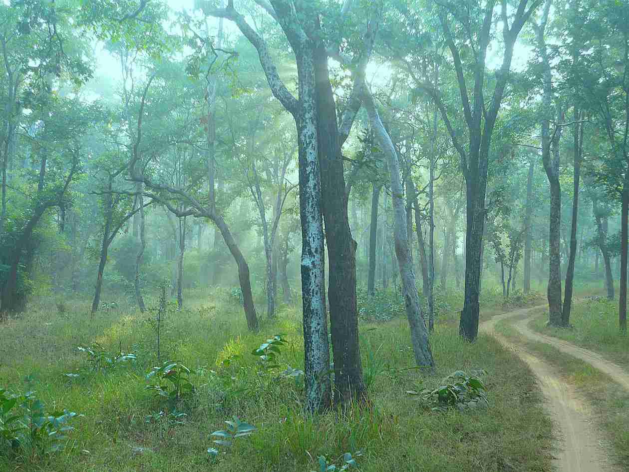 Magdhi-forest--in-bandhavgrah-at-sunrise-satyendra-tiwari