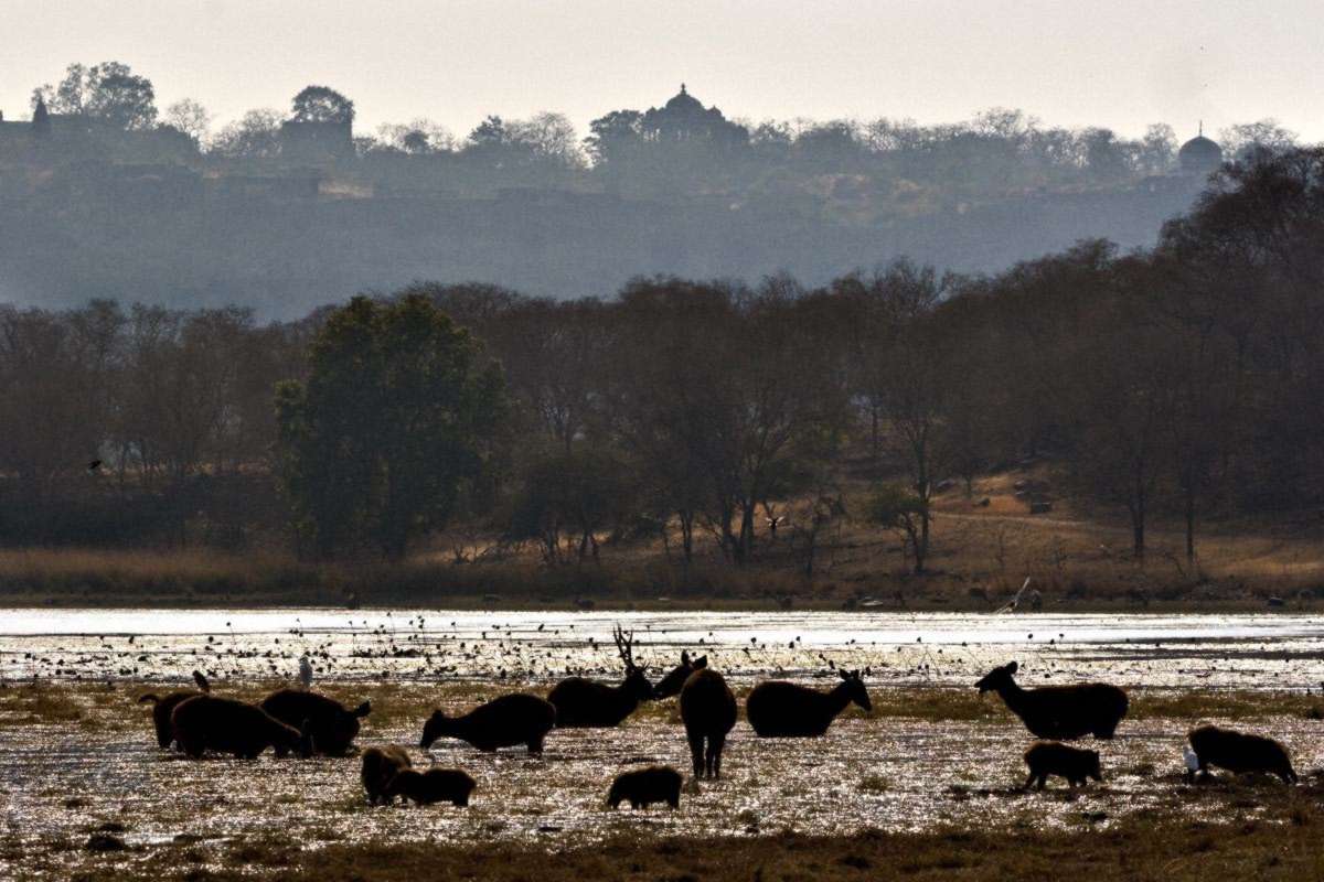 Sambhar-deer-gather-in-the-lakes-to-cool-in-ranthambhore