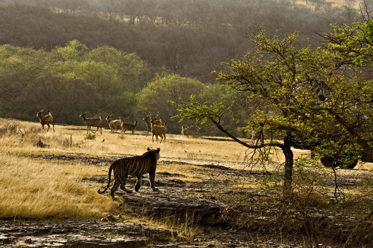Sambhar-deer-wearily-watch-a-tiger-pass-as-the-sun-dies-on-ranthambhore-aditya-singh