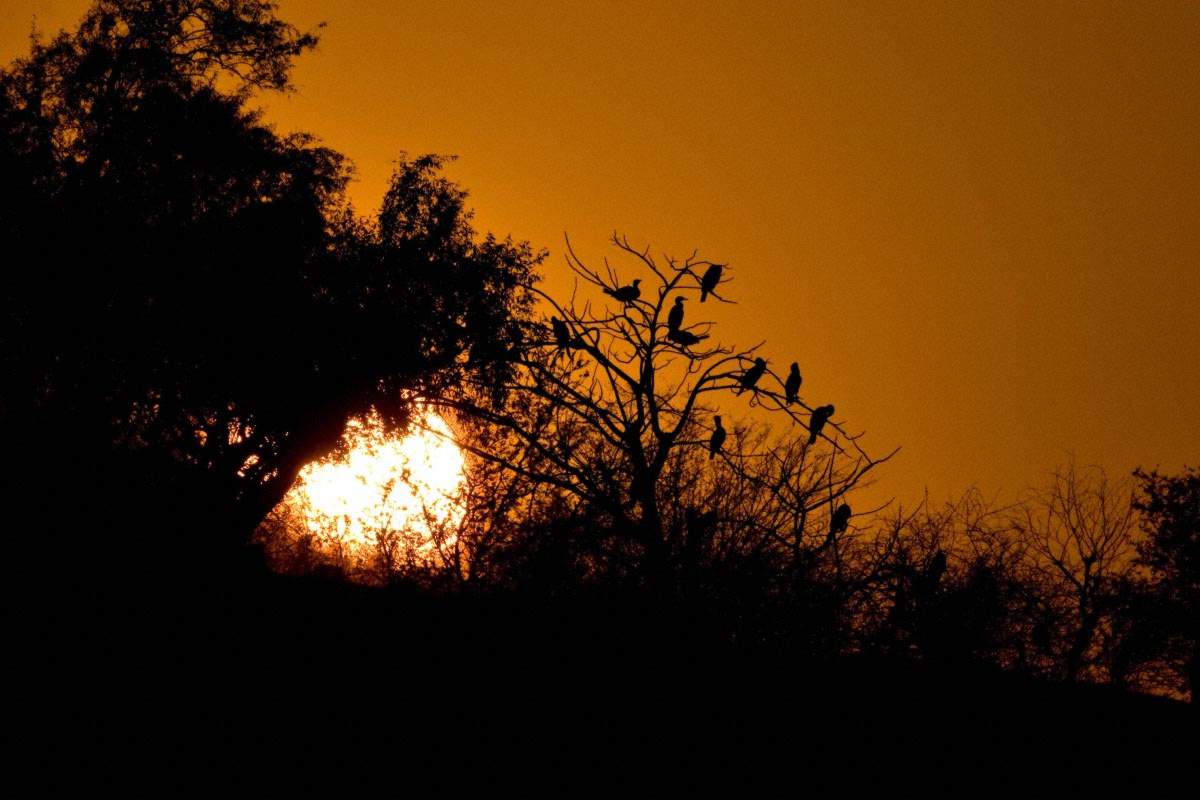 Sunset-on-a-tree-full-of-cormorants-in-ranthambhore--aditya-singh