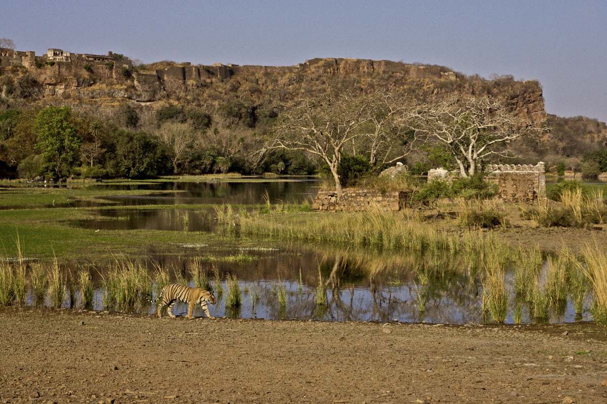 T16-machali-on-the-lake-before-the-fort-as