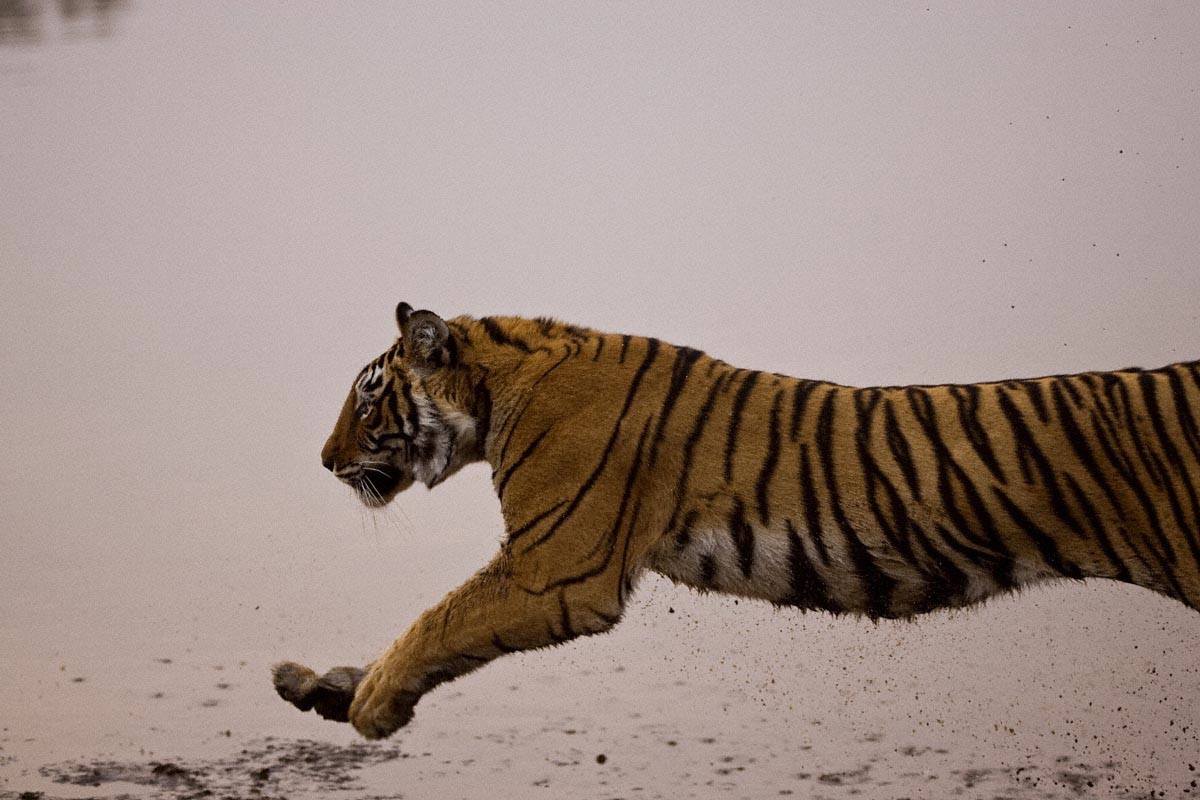 T17-charging-beside-the-raj-bagh-lake-in-ranthambhore-march-2008--aditya-singh