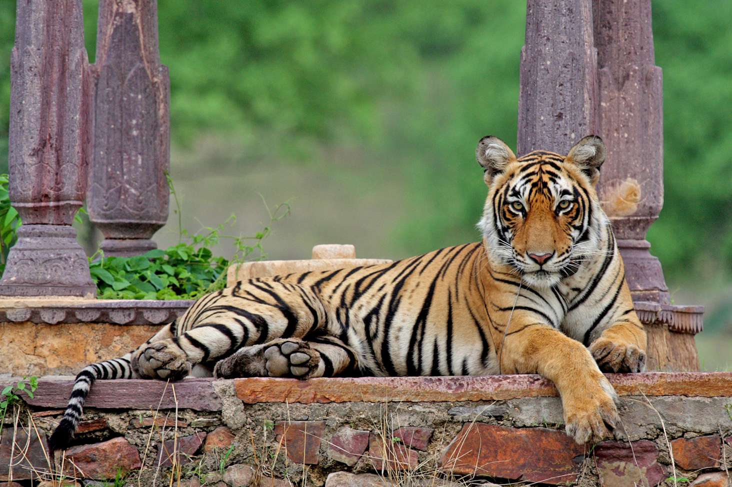 T17-tigress,-machali's-daughter-rests-under-an-ancient-chattri-tomb-in-ranthambhore--divya-srivastrava