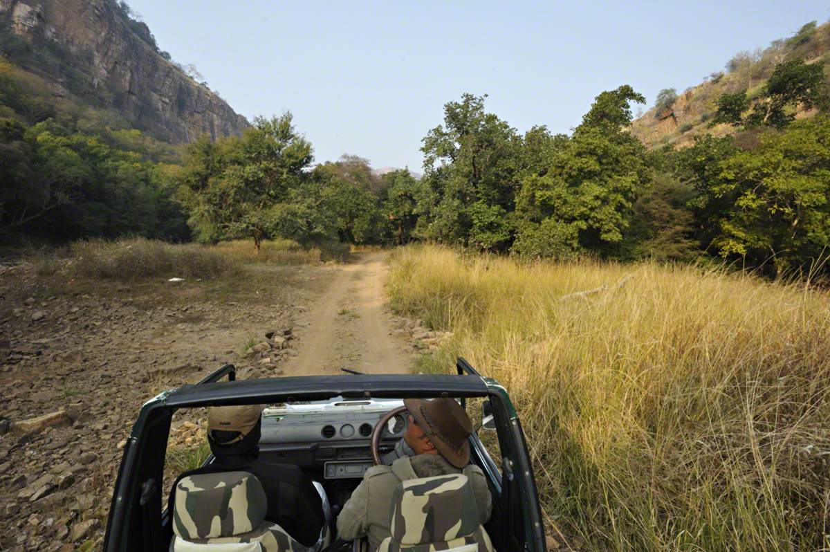 Taking-a-gyspy-vehicle-safari-in-ranthambhore--aditya-singh