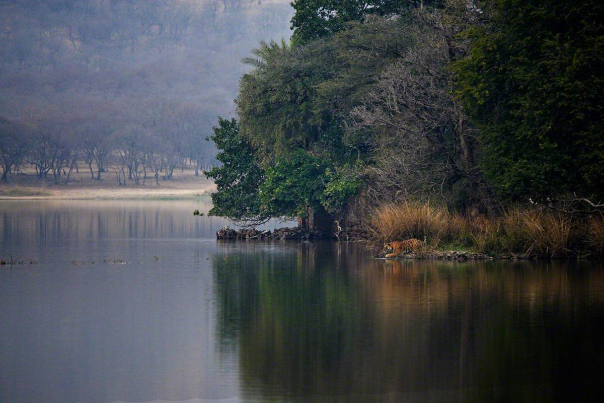 Tigress-coming-down-on-lake-shoreline-in-ranthambhore-aditya-singh