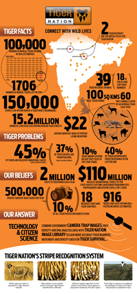 Tiger Facts Infographic