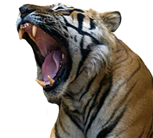 tiger