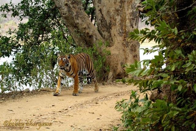 Unnis (T19) lactating heavily in mid february 2014. First sign of a new litter (c) Bobby Bhargava