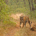 Small_ads_000036466