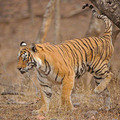 Small_machali