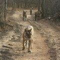 Small_unnis_and_her_three_cubs_may_2012._yad_singh