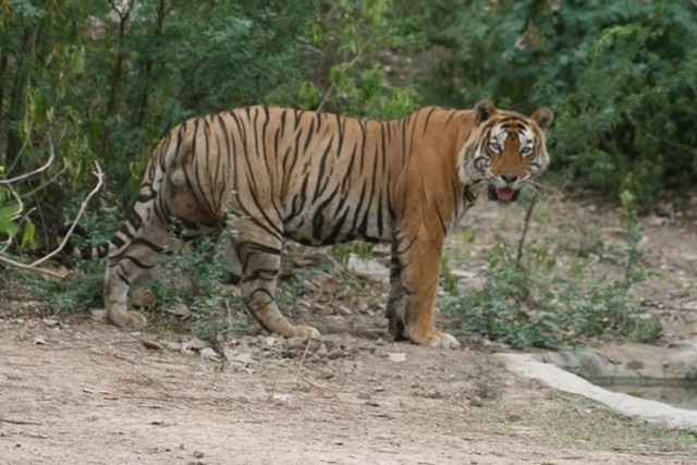 Normal_thursday_tiger