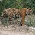 Small_thursday_tiger