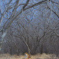 Small_ranapr12_0389