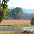 Small_barasingha_in_kanha_mukki_jm_hr
