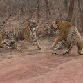 Small_unnis_two_cubs_get_a_taklking_to_from_dad._hemraj_meena