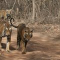 Small_unnis_and_her_cubs_this_morning__9th_june_2012