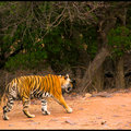 Small_img_2645__2_