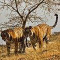 Small_t16_and_unknown_as