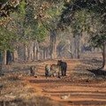Small_typical_tadoba_teak_forest_scene__aditya_dhanwatey