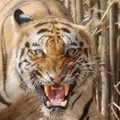 Small_crooked_tail_avatar