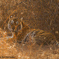 Small_1320