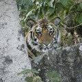 Small_v2_img_0037