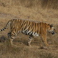 Small_t_16_machali_gufa__12_