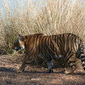 Small_img_8185