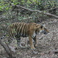 Small_img_8339