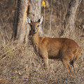 A small four horned antelope or Chowsingha in Tadoba. Rare to see (c) Atul Dhamanker Small_four-horned_antelope_atul_dhamanker