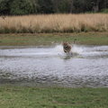 Small_unnis_at_full_throttle_through_water._bobby_bhargava