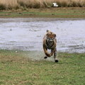 Small_unnis_at_full_throttle__bobby_bhargava.