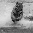 Gthumb_close_up_of_tigress