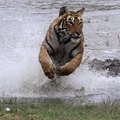 Small_close_up_of_tigress