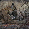Small_img_5721