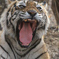 Small_img_3778__tn