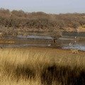 Small_unnis_by_the_malik_lakes__hemraj_meena
