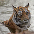 Small_rw_3583