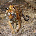 Small_machali_3529