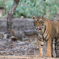 Small_t19_cub