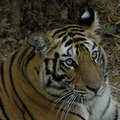 Small_wakeeta_avatar_by_kay_dsc0151
