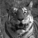 Gthumb_avatar._collared_female_resting_after_a_kill