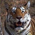 Small_avatar._collared_female_resting_after_a_kill