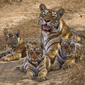 Small_t16_and_three_cubs_as