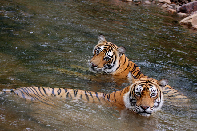 Normal_t17_with_her_mother_machali_t16_tiger_watch_2007