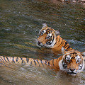 Small_t17_with_her_mother_machali_t16_tiger_watch_2007