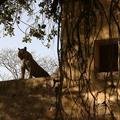 Small_machali_on_the_wall