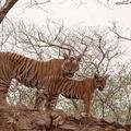 Small_machali_with_cub