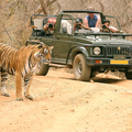 Small_machali_tiger_and_vehicle._c_aditya_singh